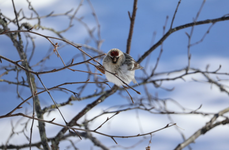 a bird on a branch